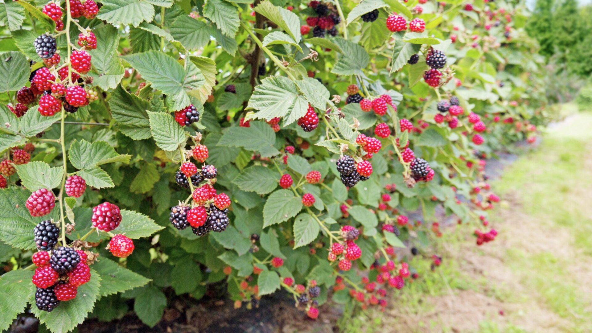 blackberry bush with some ripe blackberries